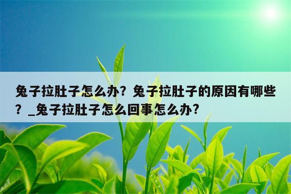 兔子拉肚子怎么办？兔子拉肚子的原因有哪些？ 兔子拉肚子怎么回事怎么办?  第1张