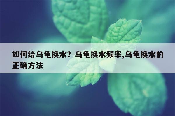 如何给乌龟换水？乌龟换水频率,乌龟换水的正确方法  第1张