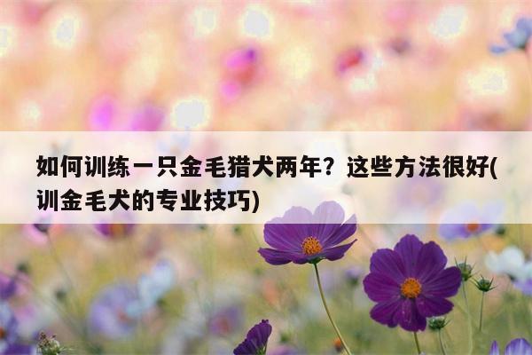 如何训练一只金毛猎犬两年？这些方法很好(训金毛犬的专业技巧)  第1张