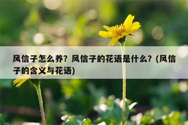 风信子怎么养？风信子的花语是什么？(风信子的含义与花语)  第1张