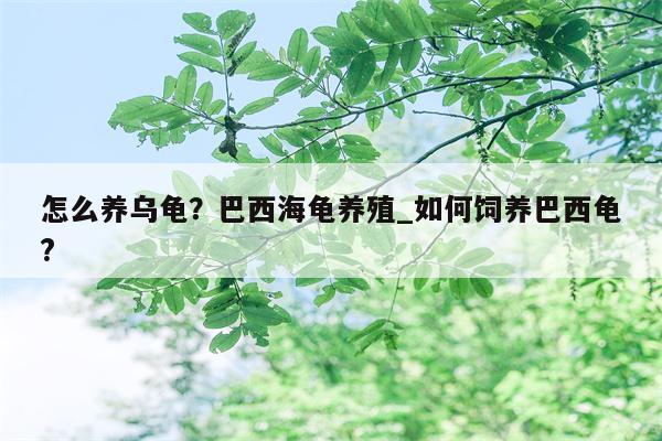 怎么养乌龟？巴西海龟养殖 如何饲养巴西龟?  第1张