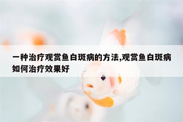 一种治疗观赏鱼白斑病的方法,观赏鱼白斑病如何治疗效果好  第1张