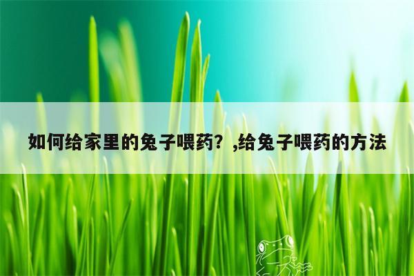 如何给家里的兔子喂药？,给兔子喂药的方法  第1张