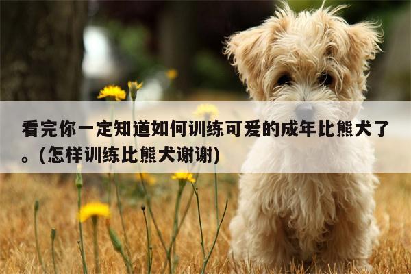 看完你一定知道如何训练可爱的成年比熊犬了。(怎样训练比熊犬谢谢)  第1张