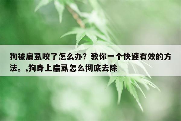 狗被扁虱咬了怎么办？教你一个快速有效的方法。,狗身上扁虱怎么彻底去除  第1张