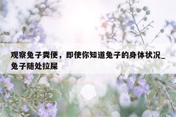 观察兔子粪便，即使你知道兔子的身体状况 兔子随处拉屎  第1张