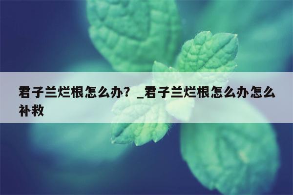 君子兰烂根怎么办？ 君子兰烂根怎么办怎么补救  第1张