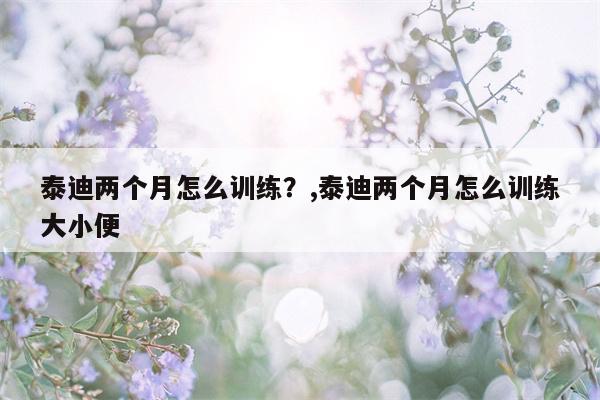 泰迪两个月怎么训练？,泰迪两个月怎么训练大小便  第1张