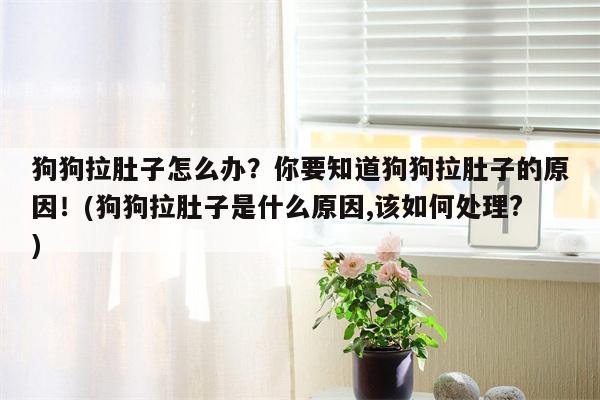 狗狗拉肚子怎么办？你要知道狗狗拉肚子的原因！(狗狗拉肚子是什么原因,该如何处理?)  第1张