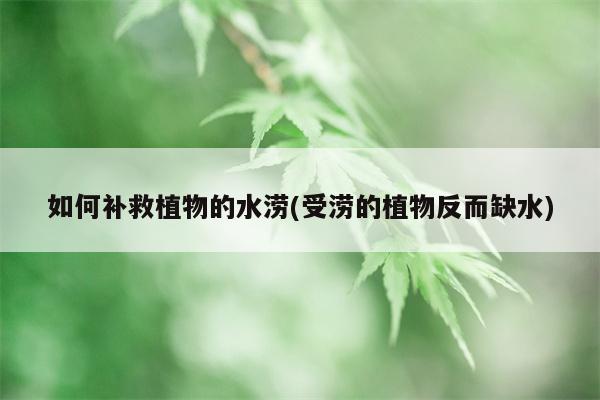 如何补救植物的水涝(受涝的植物反而缺水)  第1张