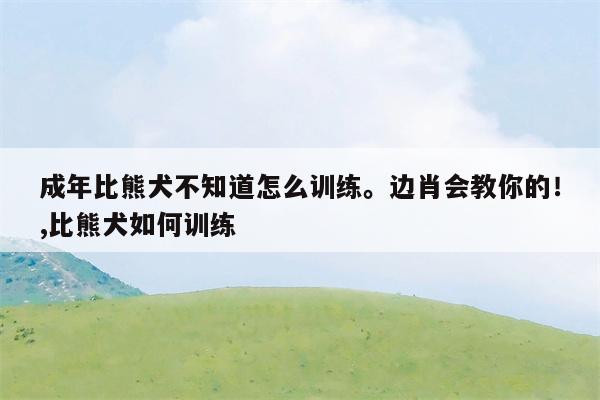 成年比熊犬不知道怎么训练。边肖会教你的！,比熊犬如何训练  第1张