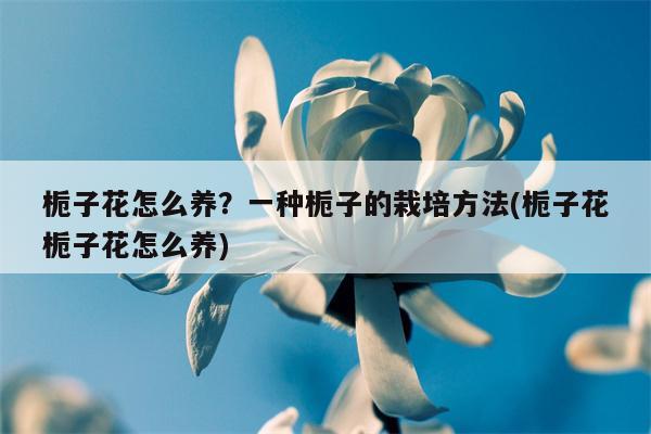 栀子花怎么养？一种栀子的栽培方法(栀子花栀子花怎么养)  第1张