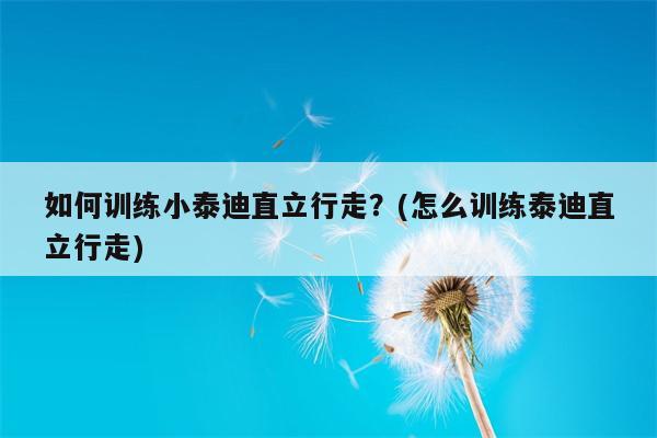 如何训练小泰迪直立行走？(怎么训练泰迪直立行走)  第1张