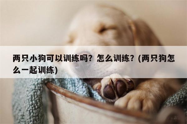 两只小狗可以训练吗？怎么训练？(两只狗怎么一起训练)  第1张