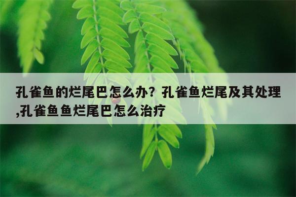 孔雀鱼的烂尾巴怎么办？孔雀鱼烂尾及其处理,孔雀鱼鱼烂尾巴怎么治疗  第1张