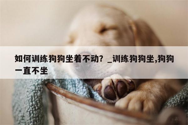 如何训练狗狗坐着不动？ 训练狗狗坐,狗狗一直不坐  第1张