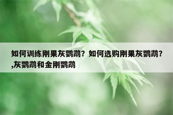 如何训练刚果灰鹦鹉？如何选购刚果灰鹦鹉？,灰鹦鹉和金刚鹦鹉  第1张