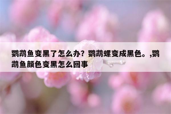 鹦鹉鱼变黑了怎么办？鹦鹉螺变成黑色。,鹦鹉鱼颜色变黑怎么回事  第1张