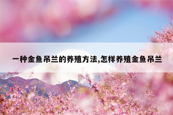 一种金鱼吊兰的养殖方法,怎样养殖金鱼吊兰  第1张