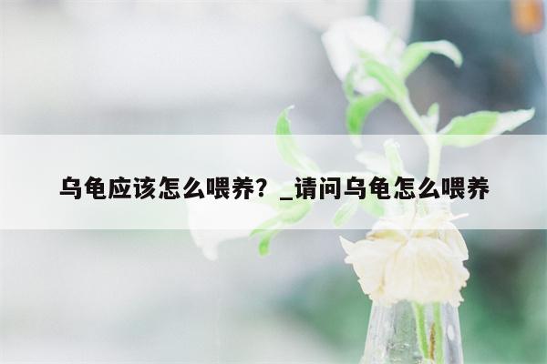 乌龟应该怎么喂养？ 请问乌龟怎么喂养  第1张