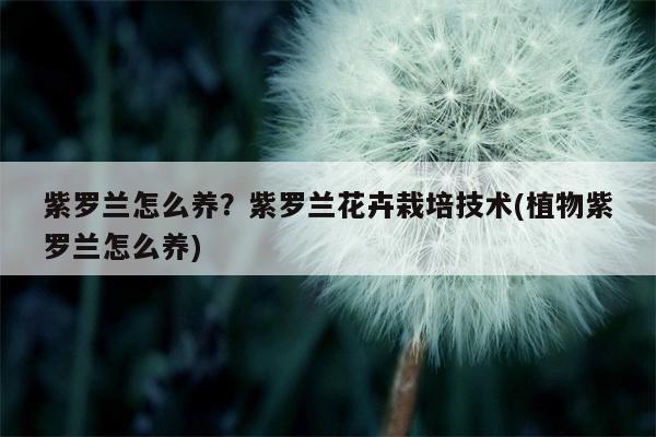 紫罗兰怎么养？紫罗兰花卉栽培技术(植物紫罗兰怎么养)  第1张