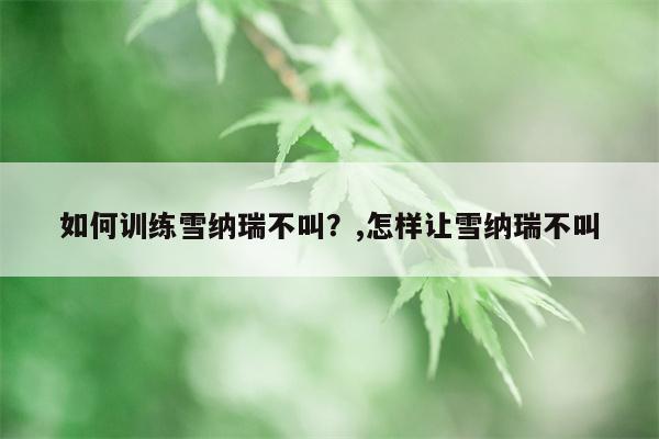 如何训练雪纳瑞不叫？,怎样让雪纳瑞不叫  第1张