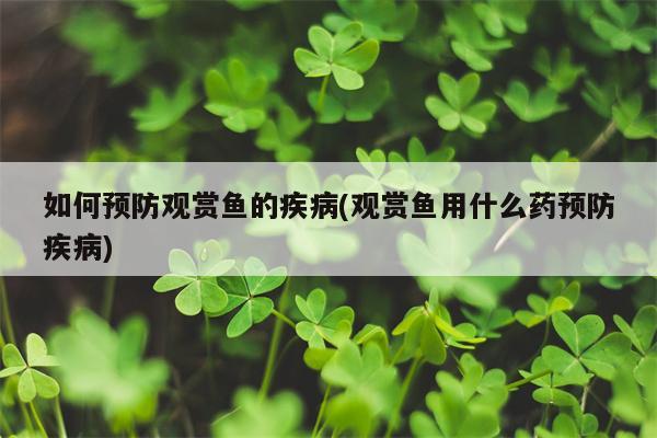 如何预防观赏鱼的疾病(观赏鱼用什么药预防疾病)  第1张