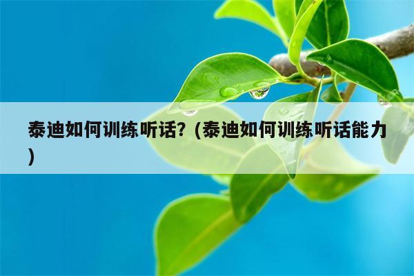 泰迪如何训练听话？(泰迪如何训练听话能力)  第1张