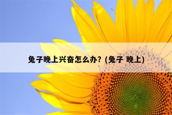 兔子晚上兴奋怎么办？(兔子 晚上)  第1张