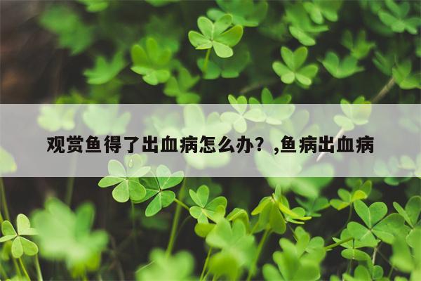 观赏鱼得了出血病怎么办？,鱼病出血病  第1张