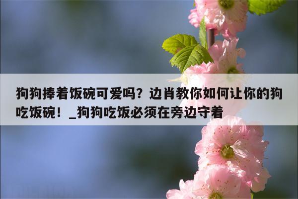 狗狗捧着饭碗可爱吗？边肖教你如何让你的狗吃饭碗！ 狗狗吃饭必须在旁边守着  第1张