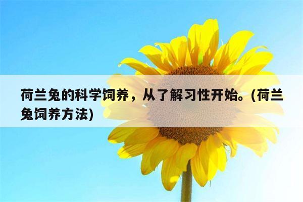 荷兰兔的科学饲养，从了解习性开始。(荷兰兔饲养方法)  第1张