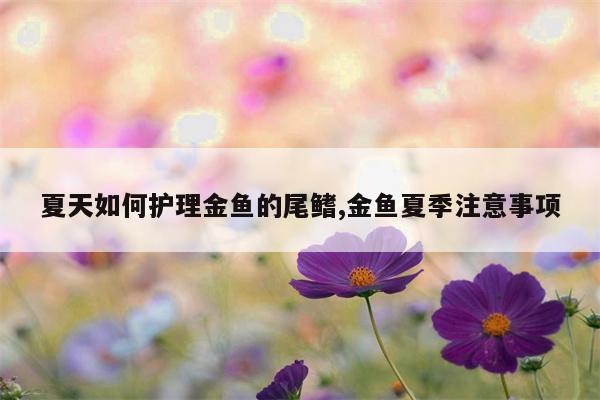 夏天如何护理金鱼的尾鳍,金鱼夏季注意事项  第1张