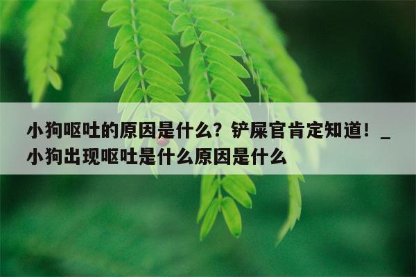 小狗呕吐的原因是什么？铲屎官肯定知道！ 小狗出现呕吐是什么原因是什么  第1张