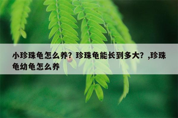 小珍珠龟怎么养？珍珠龟能长到多大？,珍珠龟幼龟怎么养  第1张