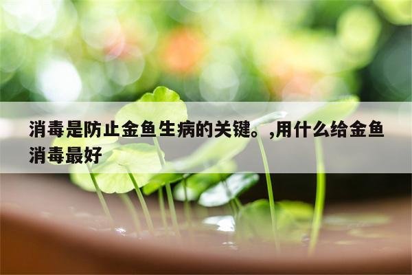 消毒是防止金鱼生病的关键。,用什么给金鱼消毒最好  第1张