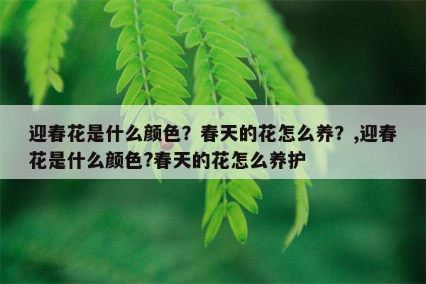 迎春花是什么颜色？春天的花怎么养？,迎春花是什么颜色?春天的花怎么养护  第1张