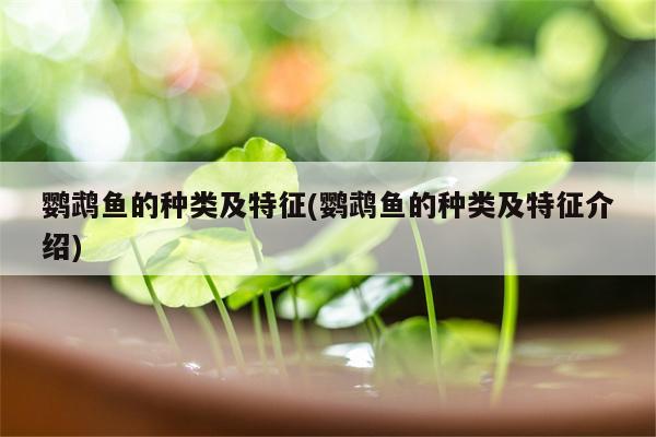 鹦鹉鱼的种类及特征(鹦鹉鱼的种类及特征介绍)  第1张