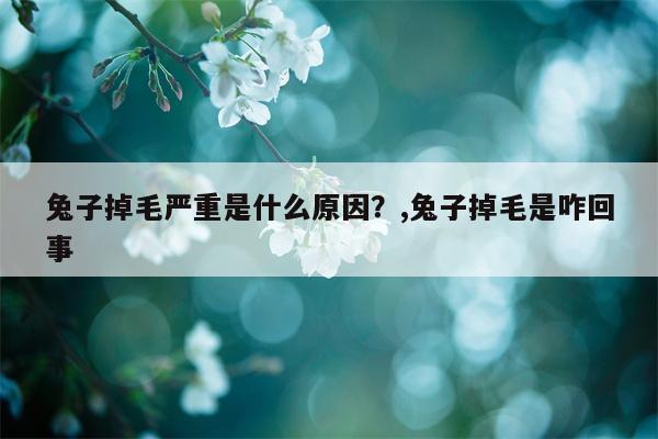 兔子掉毛严重是什么原因？,兔子掉毛是咋回事  第1张