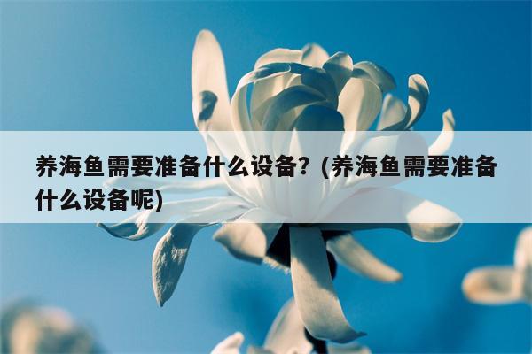 养海鱼需要准备什么设备？(养海鱼需要准备什么设备呢)  第1张