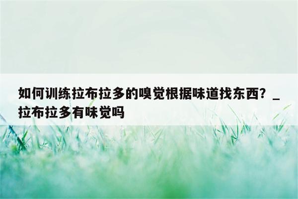 如何训练拉布拉多的嗅觉根据味道找东西？ 拉布拉多有味觉吗  第1张