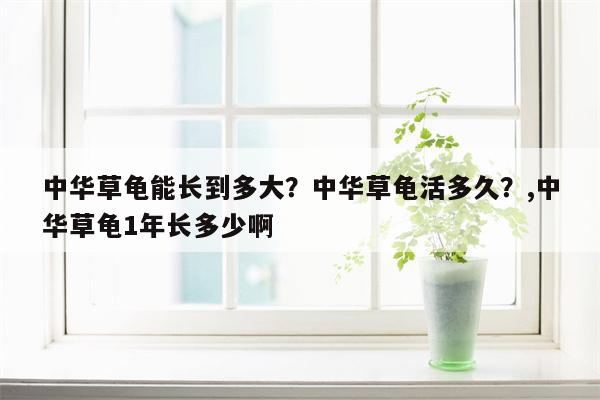 中华草龟能长到多大？中华草龟活多久？,中华草龟1年长多少啊  第1张