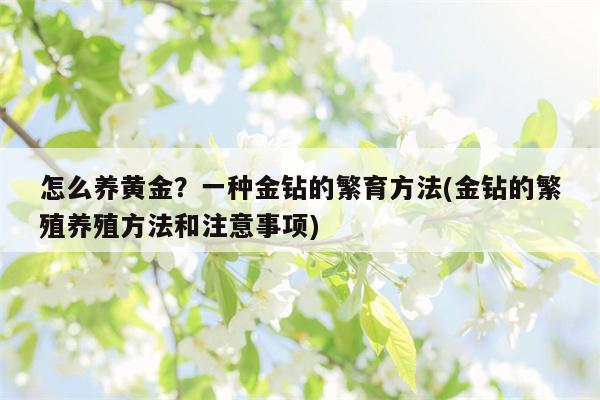 怎么养黄金？一种金钻的繁育方法(金钻的繁殖养殖方法和注意事项)  第1张