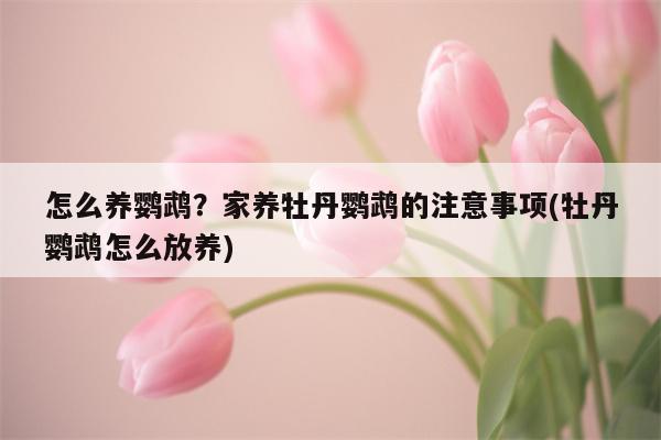 怎么养鹦鹉？家养牡丹鹦鹉的注意事项(牡丹鹦鹉怎么放养)  第1张