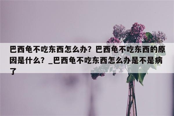 巴西龟不吃东西怎么办？巴西龟不吃东西的原因是什么？ 巴西龟不吃东西怎么办是不是病了  第1张