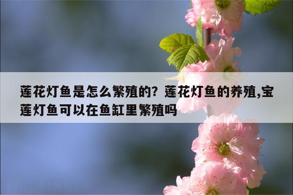 莲花灯鱼是怎么繁殖的？莲花灯鱼的养殖,宝莲灯鱼可以在鱼缸里繁殖吗  第1张