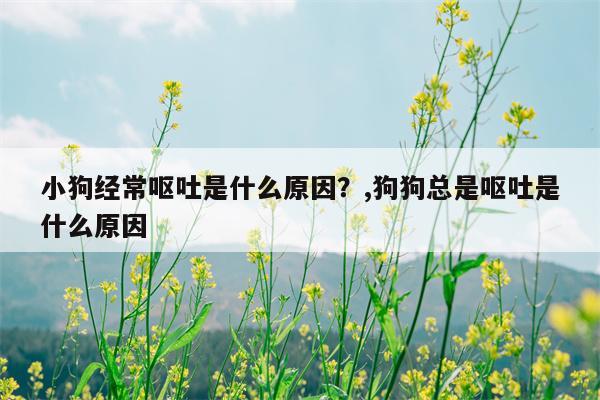 小狗经常呕吐是什么原因？,狗狗总是呕吐是什么原因  第1张