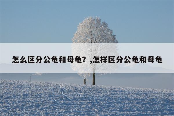 怎么区分公龟和母龟？,怎样区分公龟和母龟  第1张