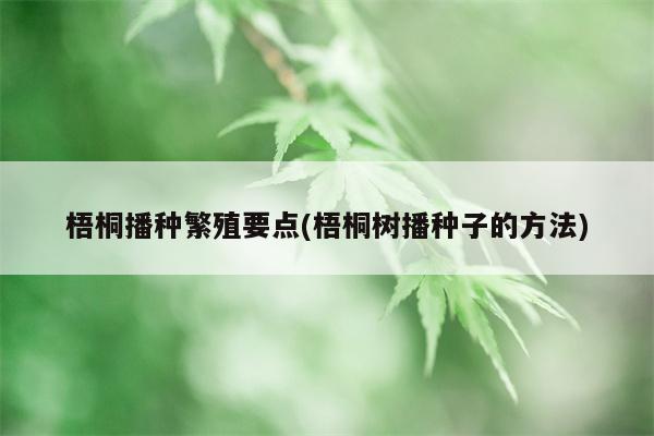 梧桐播种繁殖要点(梧桐树播种子的方法)  第1张