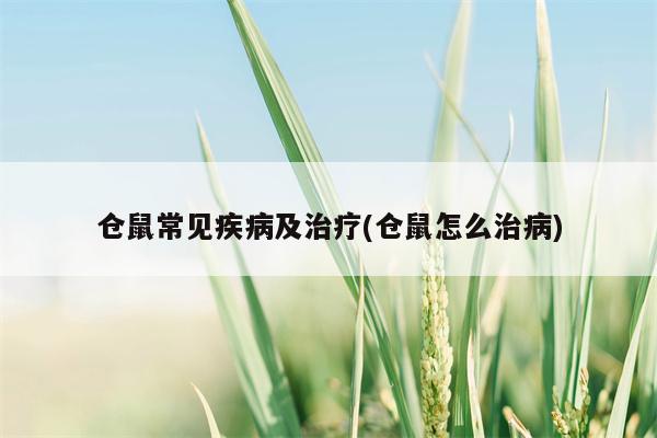 仓鼠常见疾病及治疗(仓鼠怎么治病)  第1张